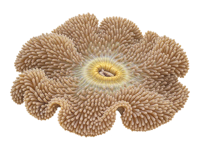 Gigantea Carpet Anemone