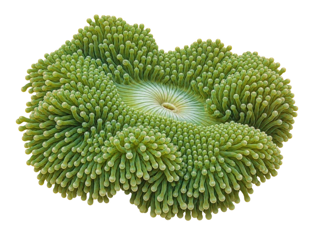 Haddon's Carpet Anemone