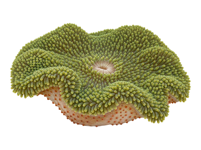 Mertens Carpet Anemone
