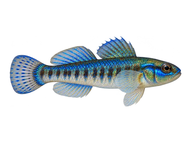 Freshwater Goby (Cobalt Blue)