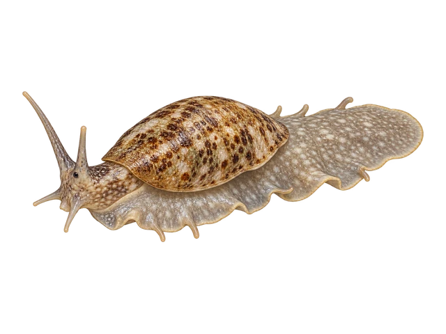 Stomatella Snail