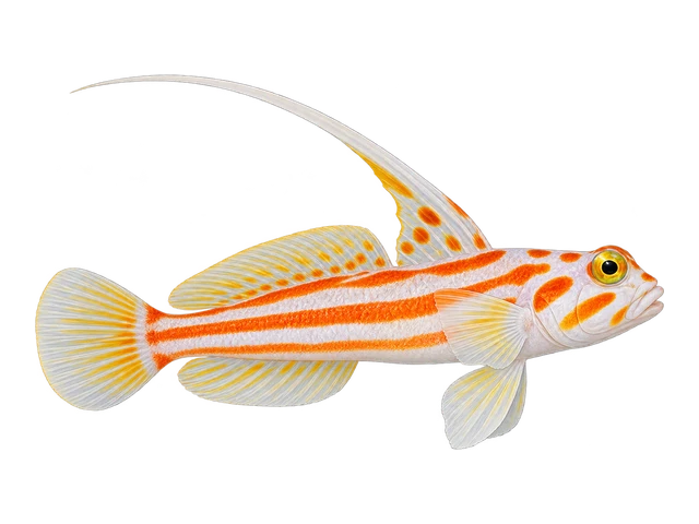 Yasha Goby