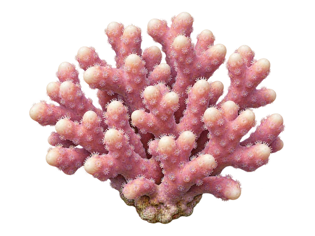 Cat's Paw Stylophora