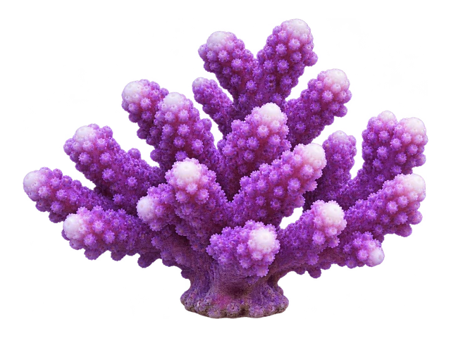 Milka Stylophora