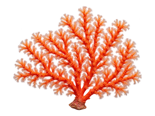 Red Sea Fan