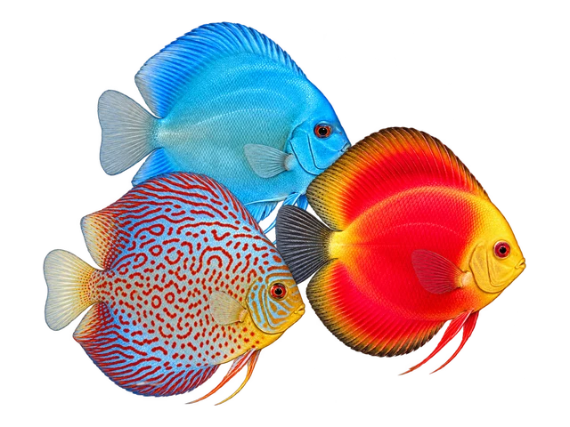 Discus