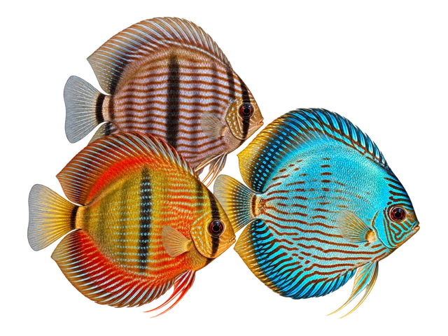 Heckel Discus