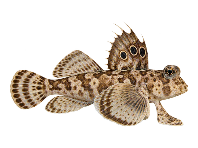 Scooter Dragonet