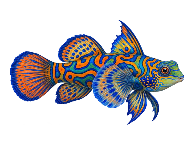 Mandarin Dragonet