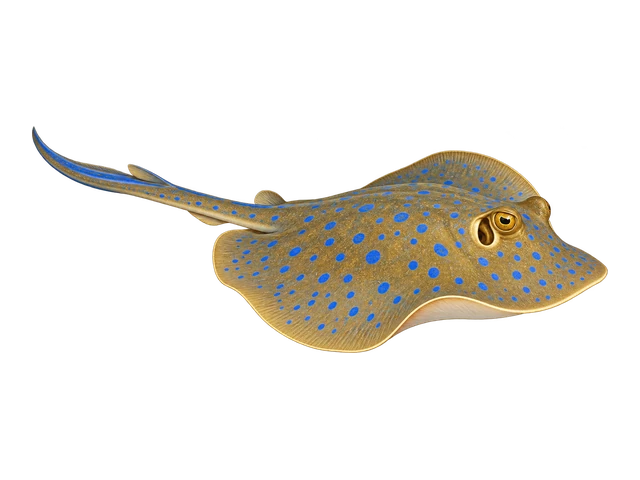 Blue-spotted Ribbontail Ray