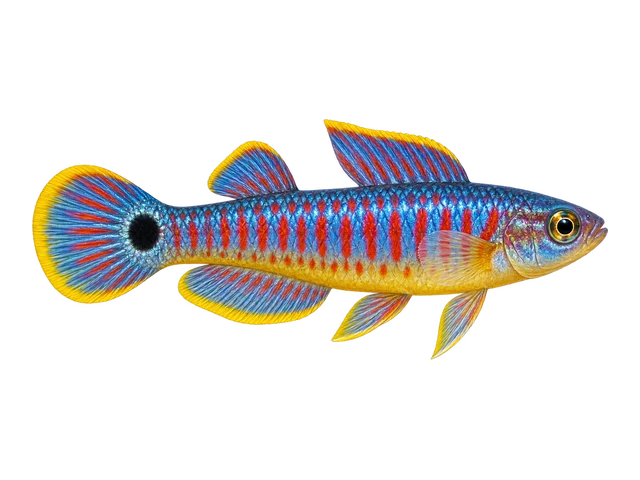Peacock Gudgeon