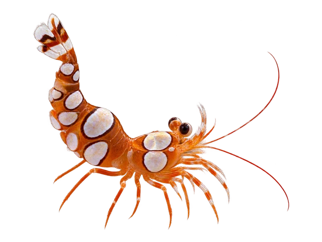 Sexy Shrimp