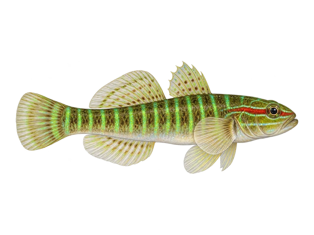Greenbanded Goby