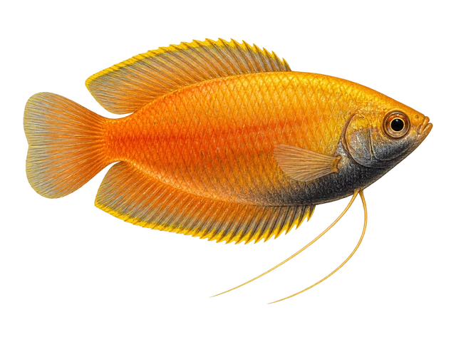 Honey Gourami