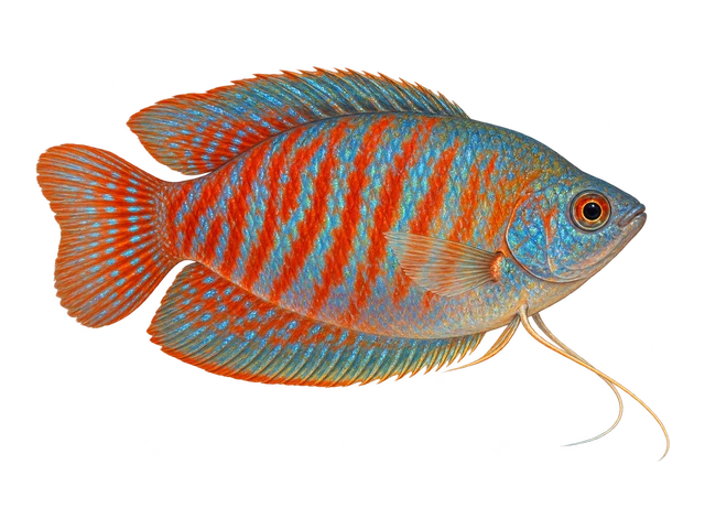 Dwarf Gourami