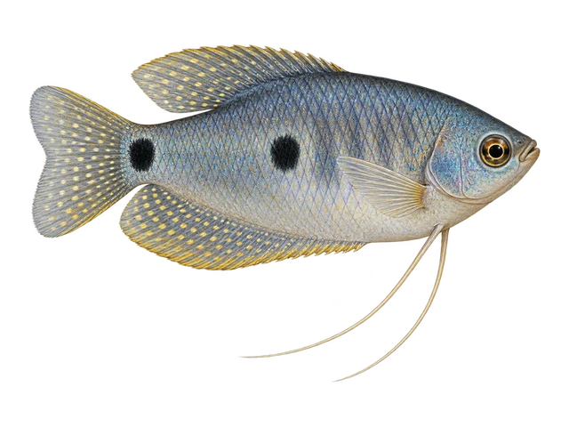 Three-spot Gourami