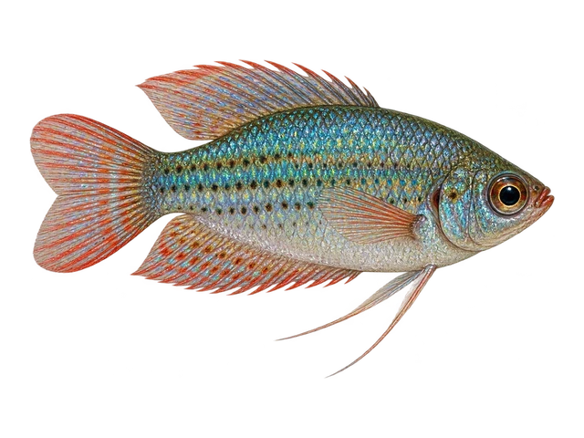 Sparkling Gourami