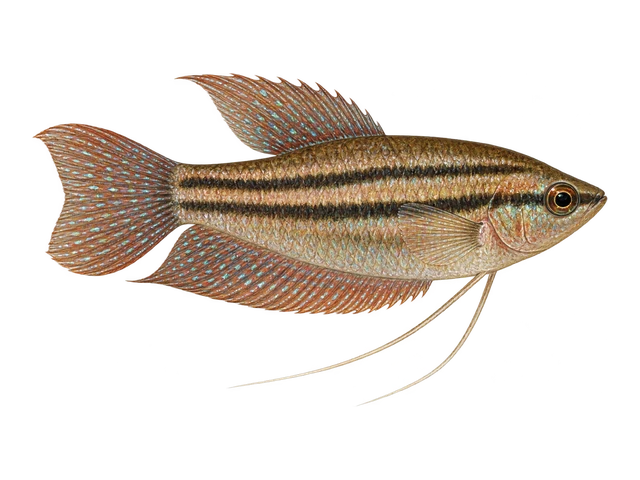 Croaking Gourami