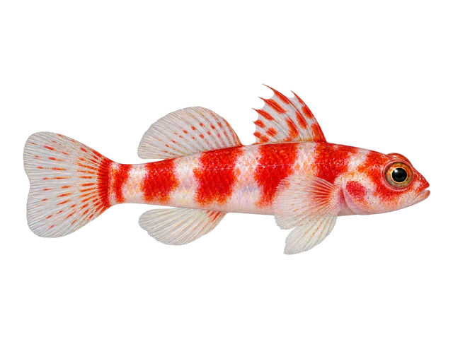 Candy Cane Pygmy Goby
