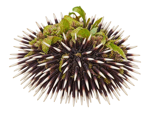 Collector Urchin