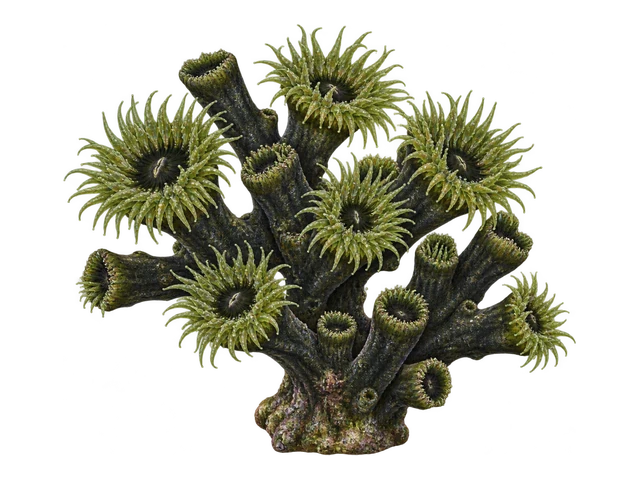 Black Sun Coral