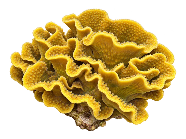 Scroll Coral