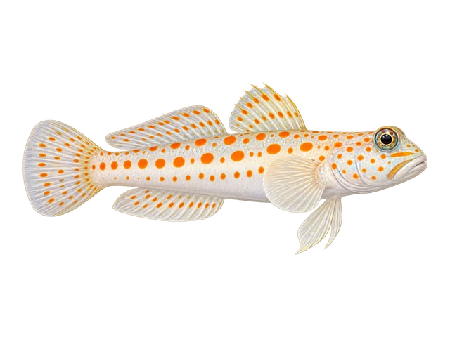 Diamond Watchman Goby