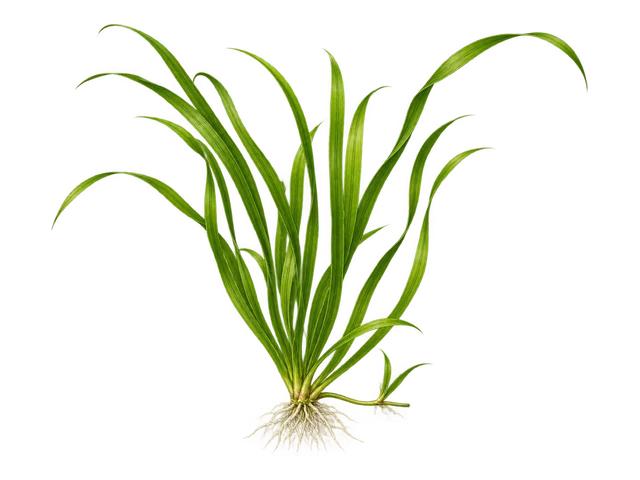 Italian Vallisneria
