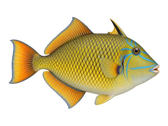 Crosshatch Triggerfish