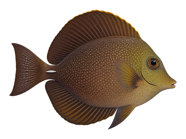 Scopas Tang