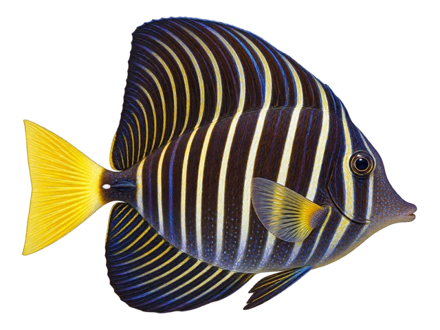 Sailfin Tang