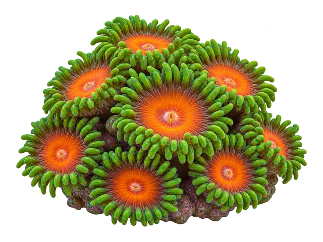 Zanzibar Zoanthid