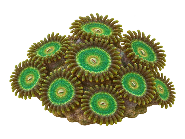 Zoanthids