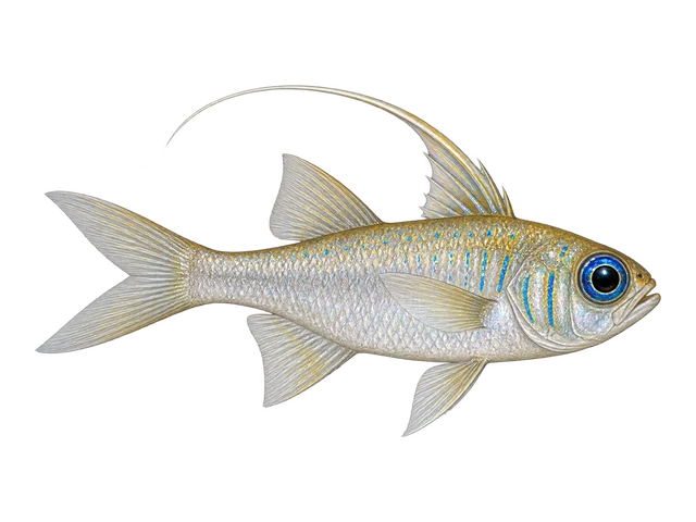Threadfin Cardinalfish